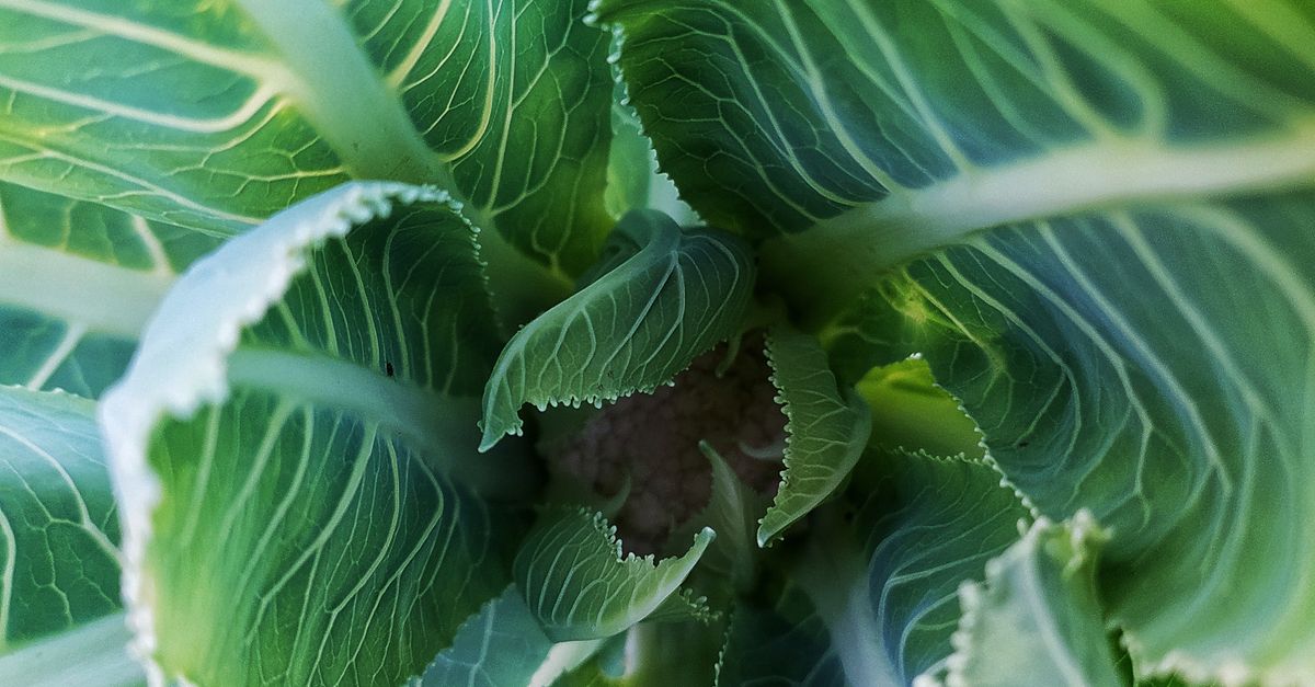 Cabbage Center Close Up of Cabbage Center · Free Stock Photo