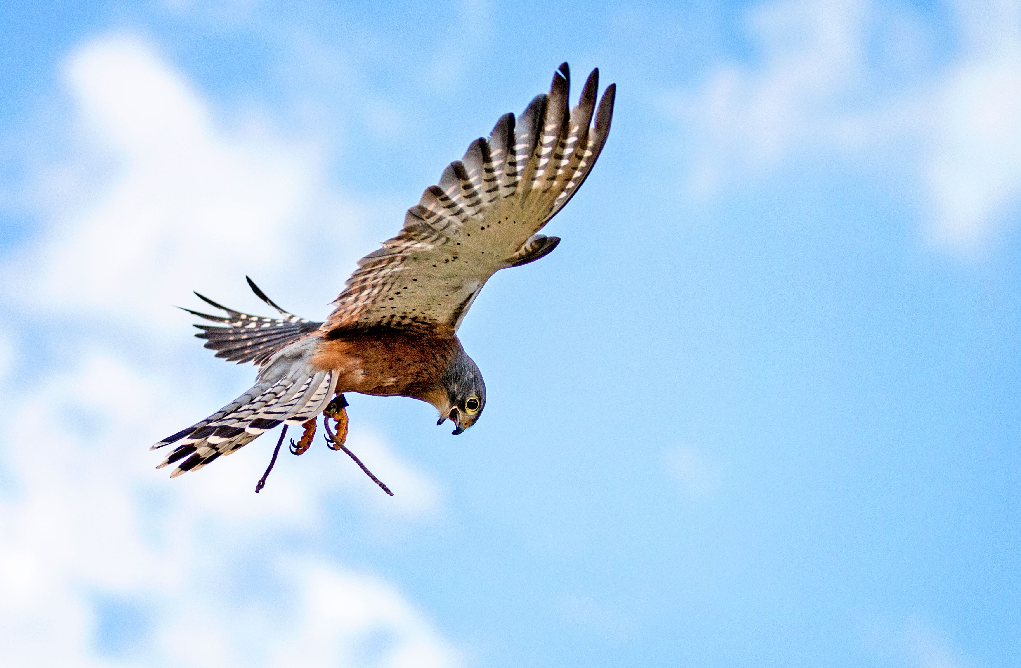 Falcon on Flight · Free Stock Photo