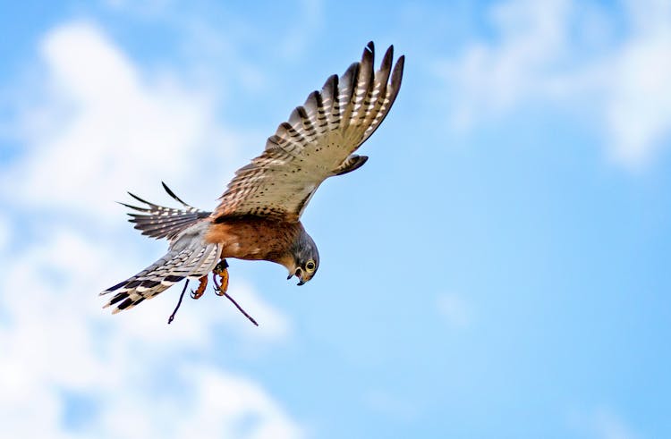 Falcon Bird Flying On Sky