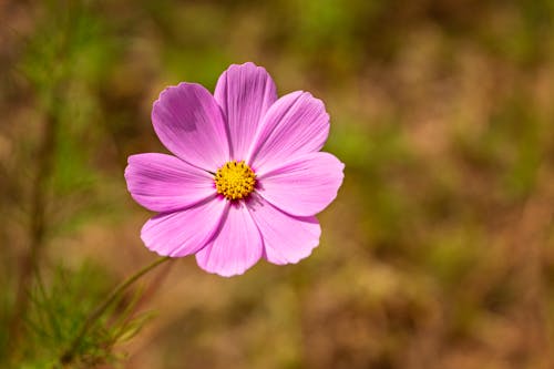 コスモスの花, セレクティブフォーカス, フィールドの無料の写真素材