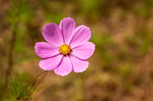 Free Beautiful close-up of a pink Cosmos bipinnatus flower in a field, Dullstroom, South Africa. Stock Photo