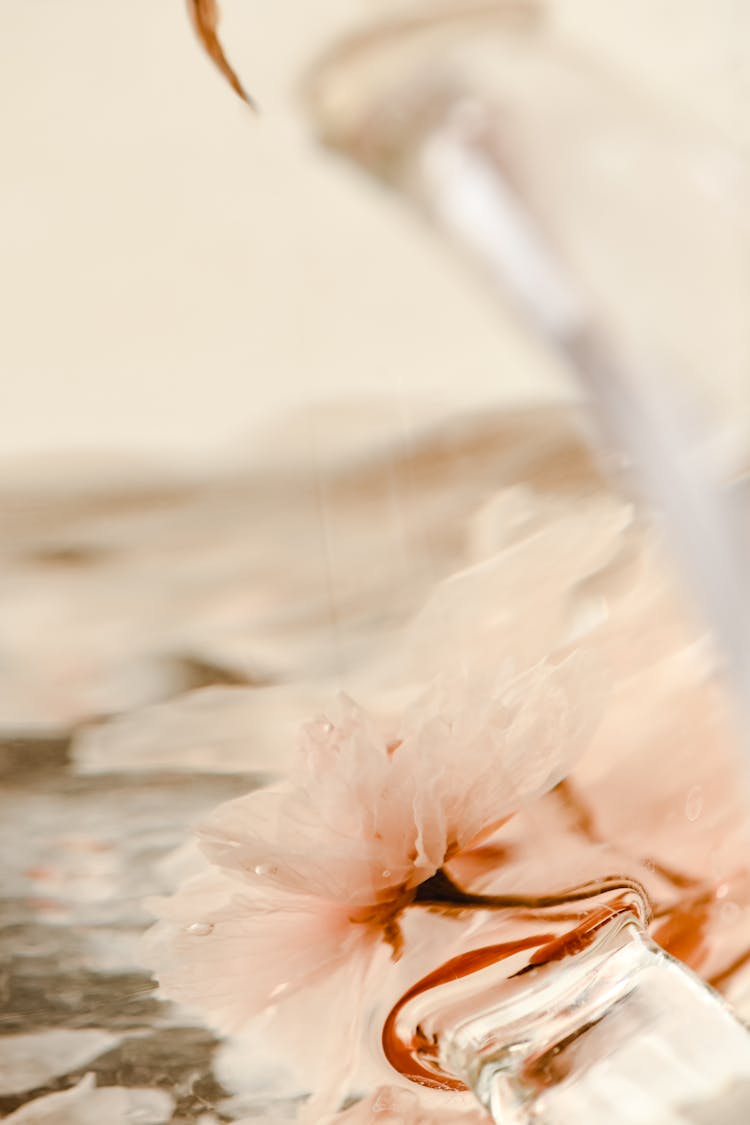 Pink Sakura Flower On A Water