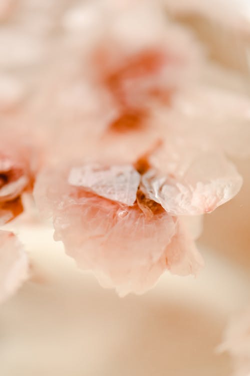 Close-up Photo of Sakura Petals 