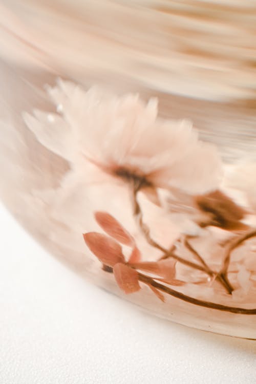 꽃잎, 마음가짐, 벚꽃의 무료 스톡 사진