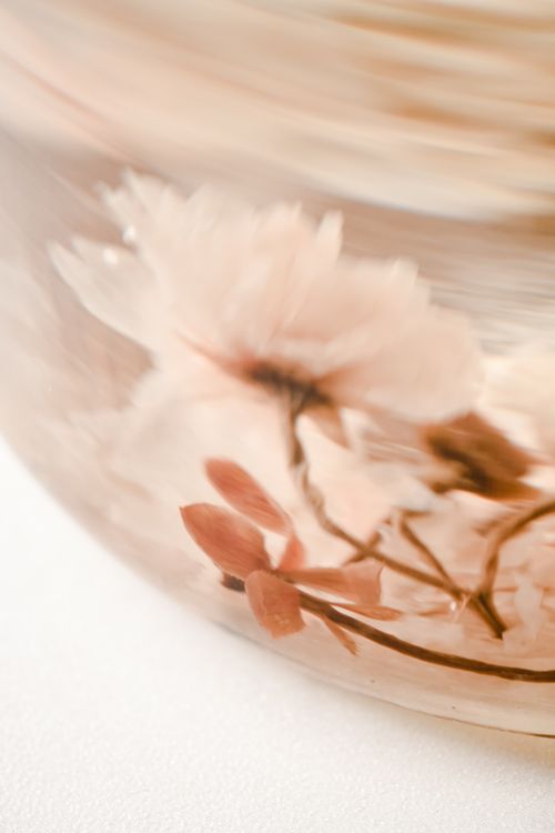 Free A serene close-up of cherry blossoms, capturing their delicate beauty with soft, warm tones. Stock Photo