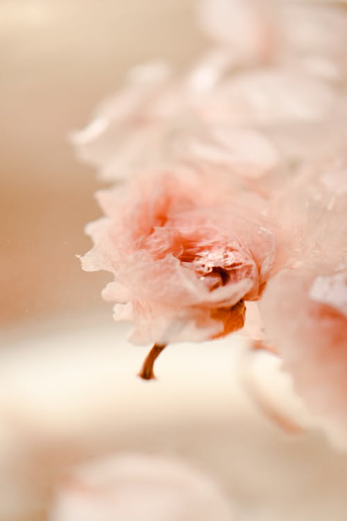 Pink Sakura Flowers on Water