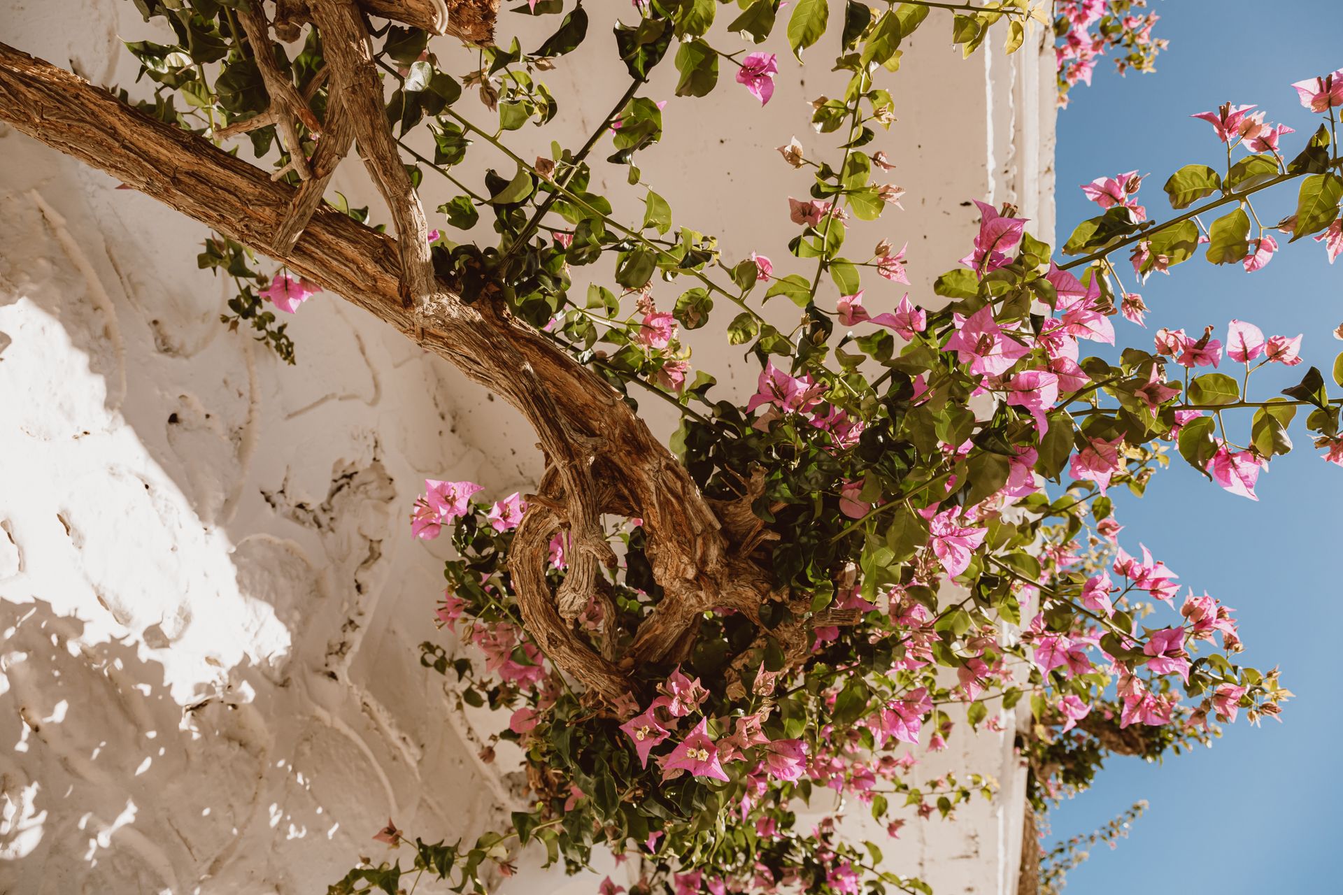 Vibrant bougainvillea flowers cascade over a sunlit wall, capturing the essence of a warm spring day.