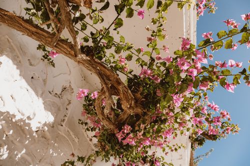 Free Vibrant bougainvillea flowers cascade over a sunlit wall, capturing the essence of a warm spring day. Stock Photo