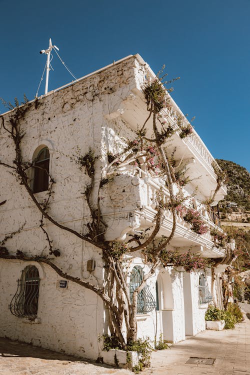 White Painted Building in Mediterranean Zone with Climbing Plants