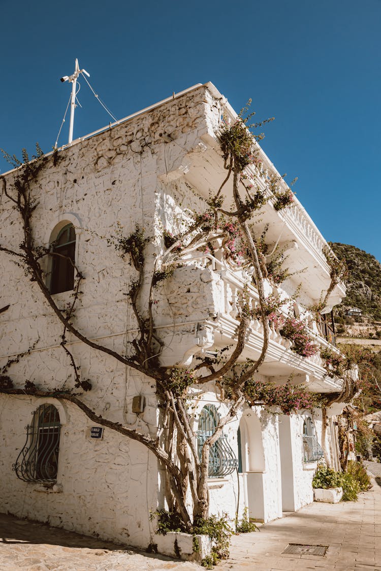 White Painted Building In Mediterranean Zone With Climbing Plants