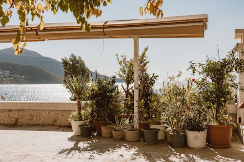 Potted Plants on a Terrace over a Sea