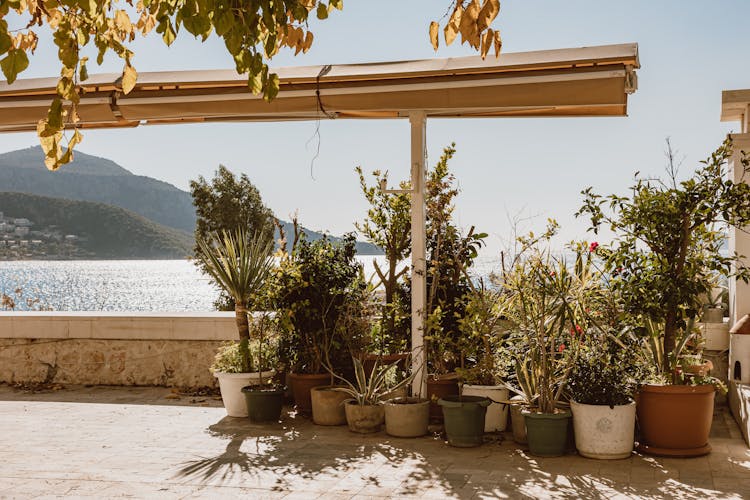 Potted Plants On A Terrace Over A Sea