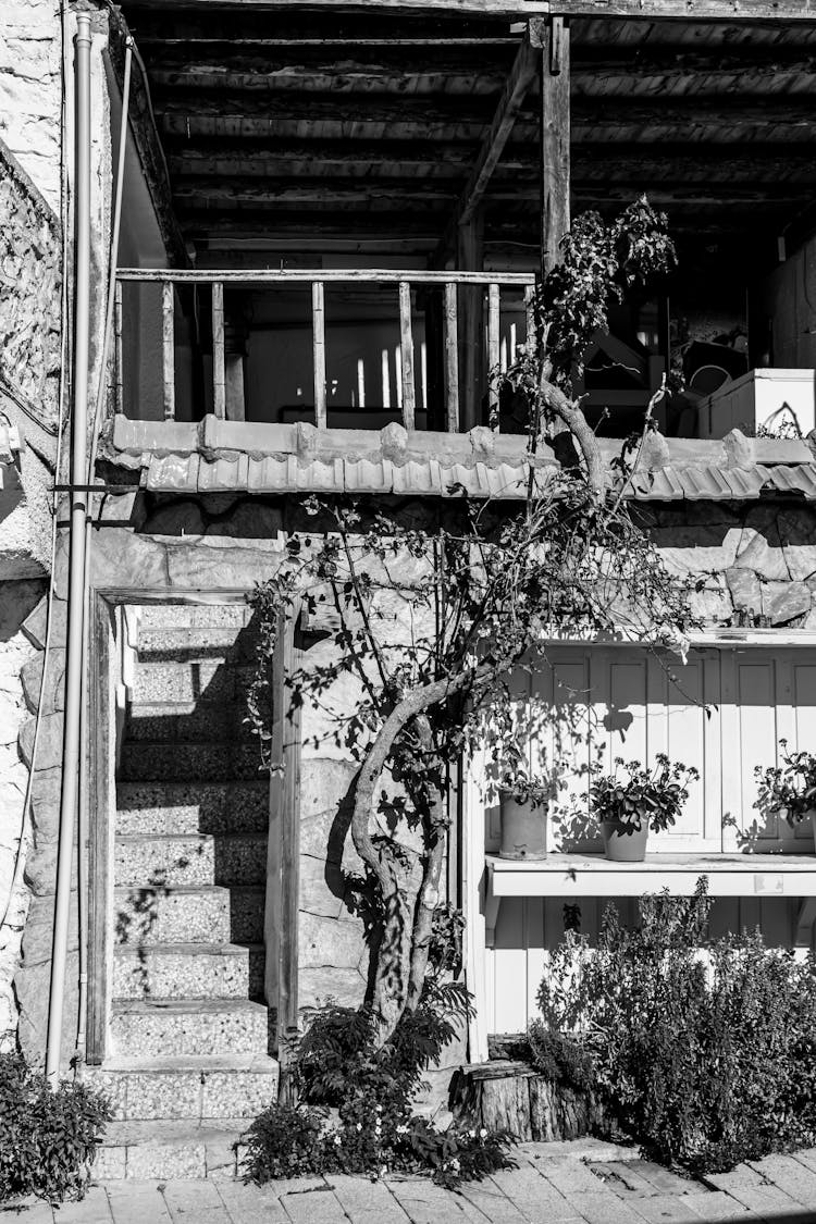 Plant Climbing On Wall Of Old Building