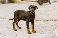 Black and Tan Doberman Pinscher