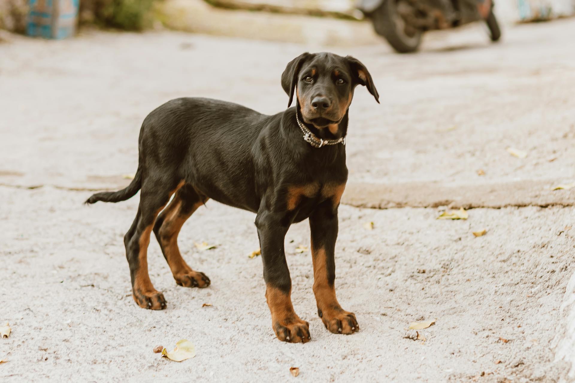 Een zwarte en bruine Doberman Pinscher