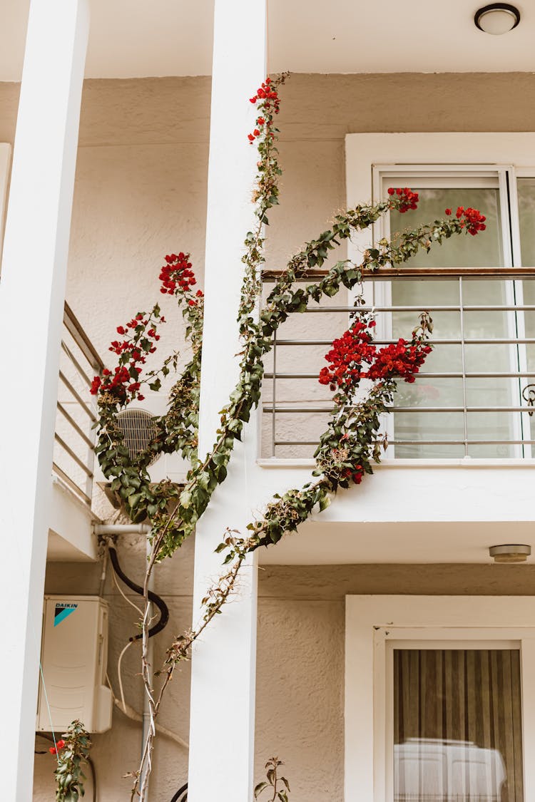 A Bougainvillea Plant With Red Flowers