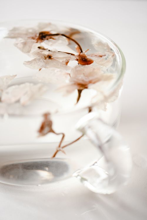 Free A close-up of cherry blossoms floating in a transparent glass cup filled with water, exuding serene elegance. Stock Photo