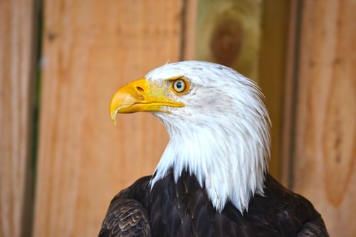 Free Majestic bald eagle portrait showcasing its vibrant beak and piercing eyes. Stock Photo