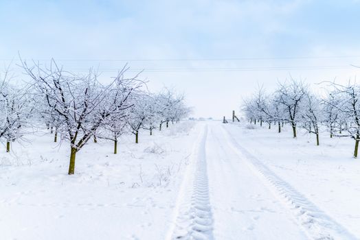 Traces on empty roadway between snowy trees with wavy branches under cloudy sky in wintertime