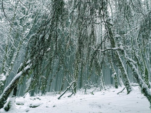 Free stock photo of beautiful nature, cold, dark green