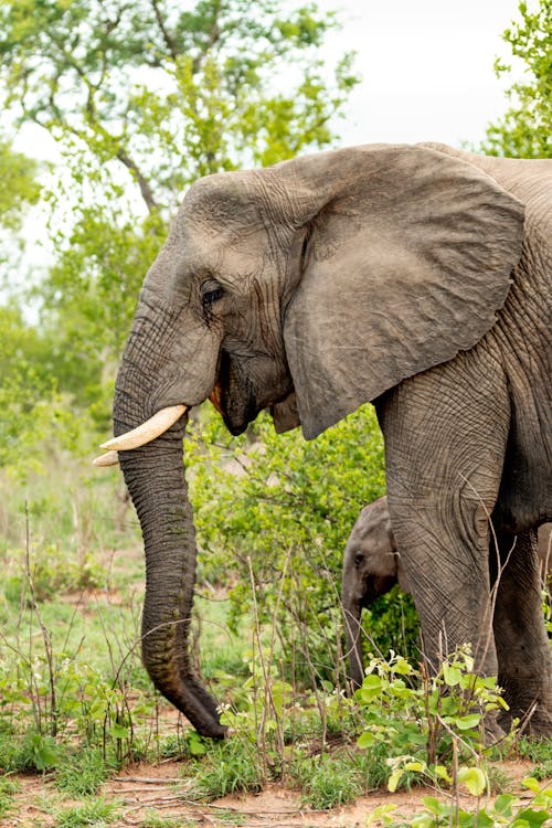 Ingyenes stockfotó állatfotók, elefánt, elefántok témában Stockfotó