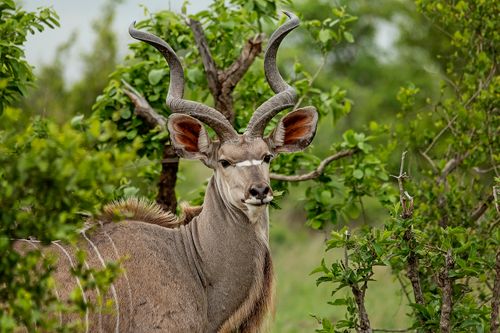 Free A stunning kudu with spiral horns stands amidst vibrant green foliage, embodying wildlife majesty. Stock Photo
