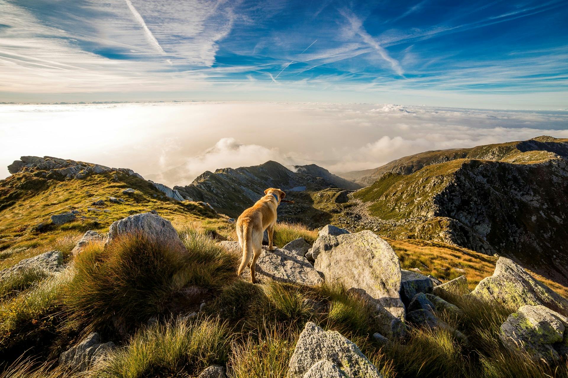 Bruin-witte korthond op de berg