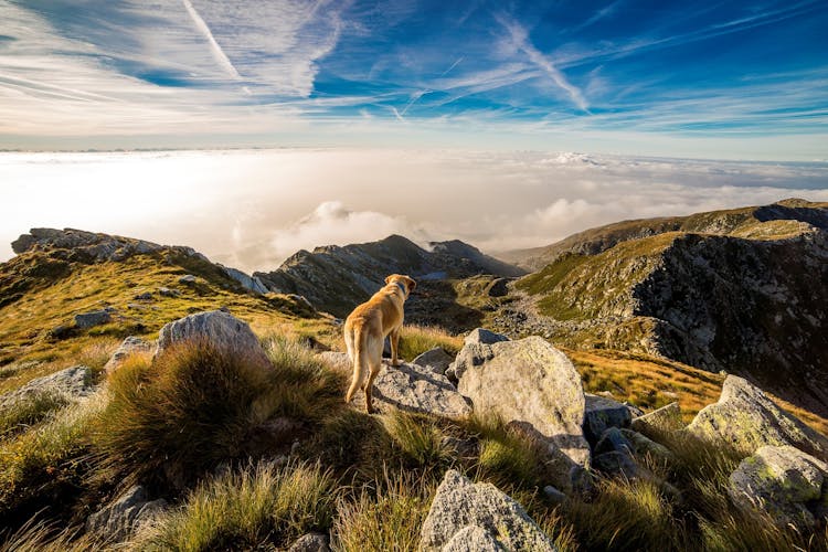 Brown And White Short Coat Dog On Mountain