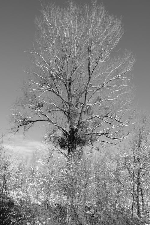 Free stock photo of noir, snow, trees Stock Photo