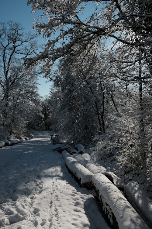 Free stock photo of snow, trees, winter Stock Photo