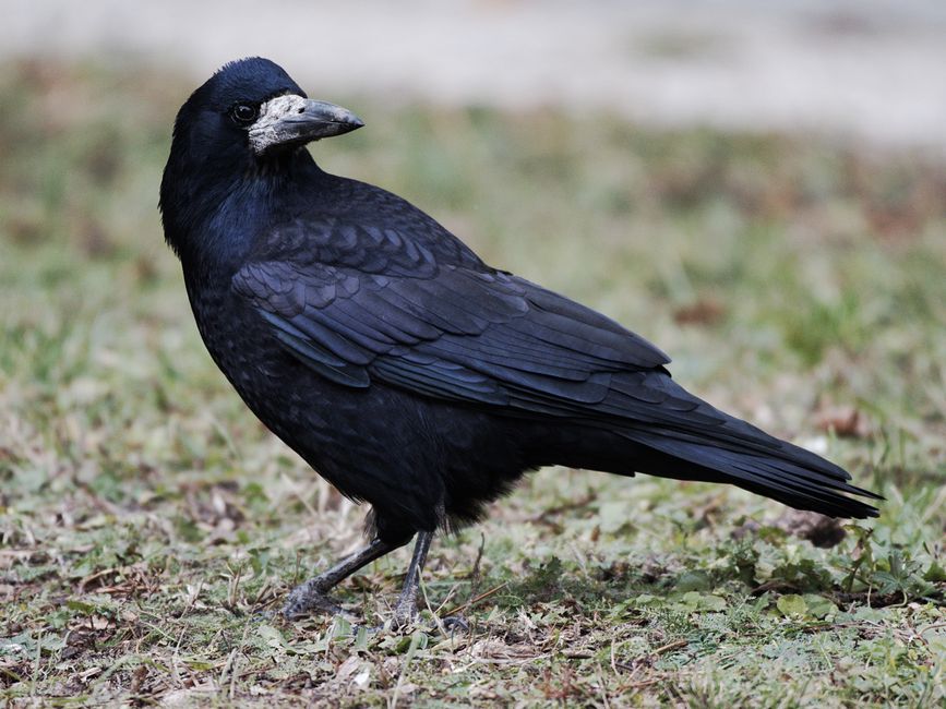 Detailed close-up of a rook bird (Corvus frugilegus) standing on grass in natural outdoor environment.