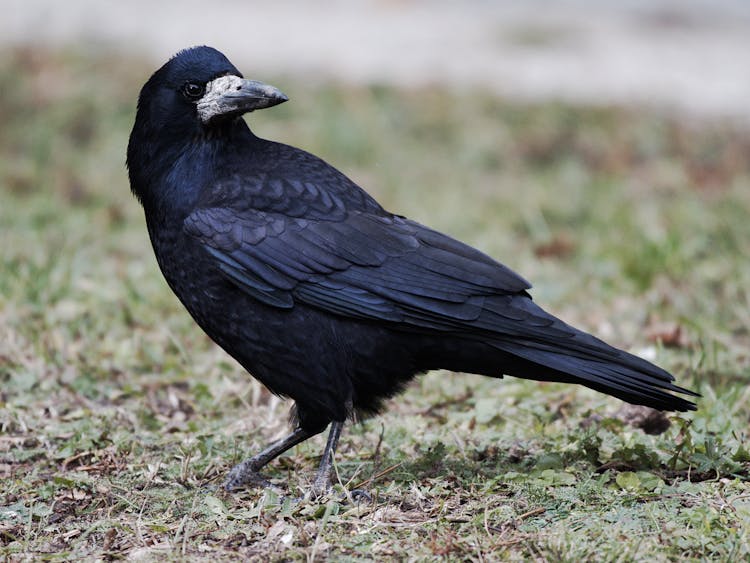 A Close-Up Shot Of A Rook