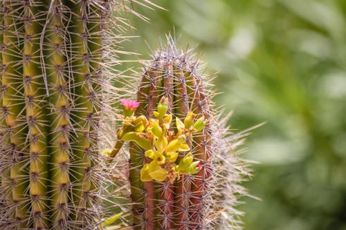 Free stock photo of cactus, flowering, pointed