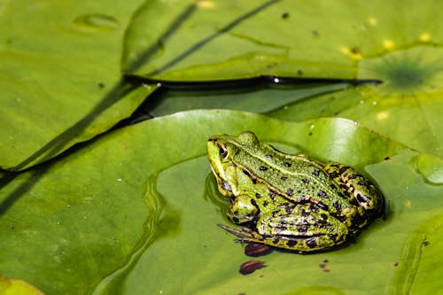 Free A Green Frog on a Water Lily Leaf Stock Photo