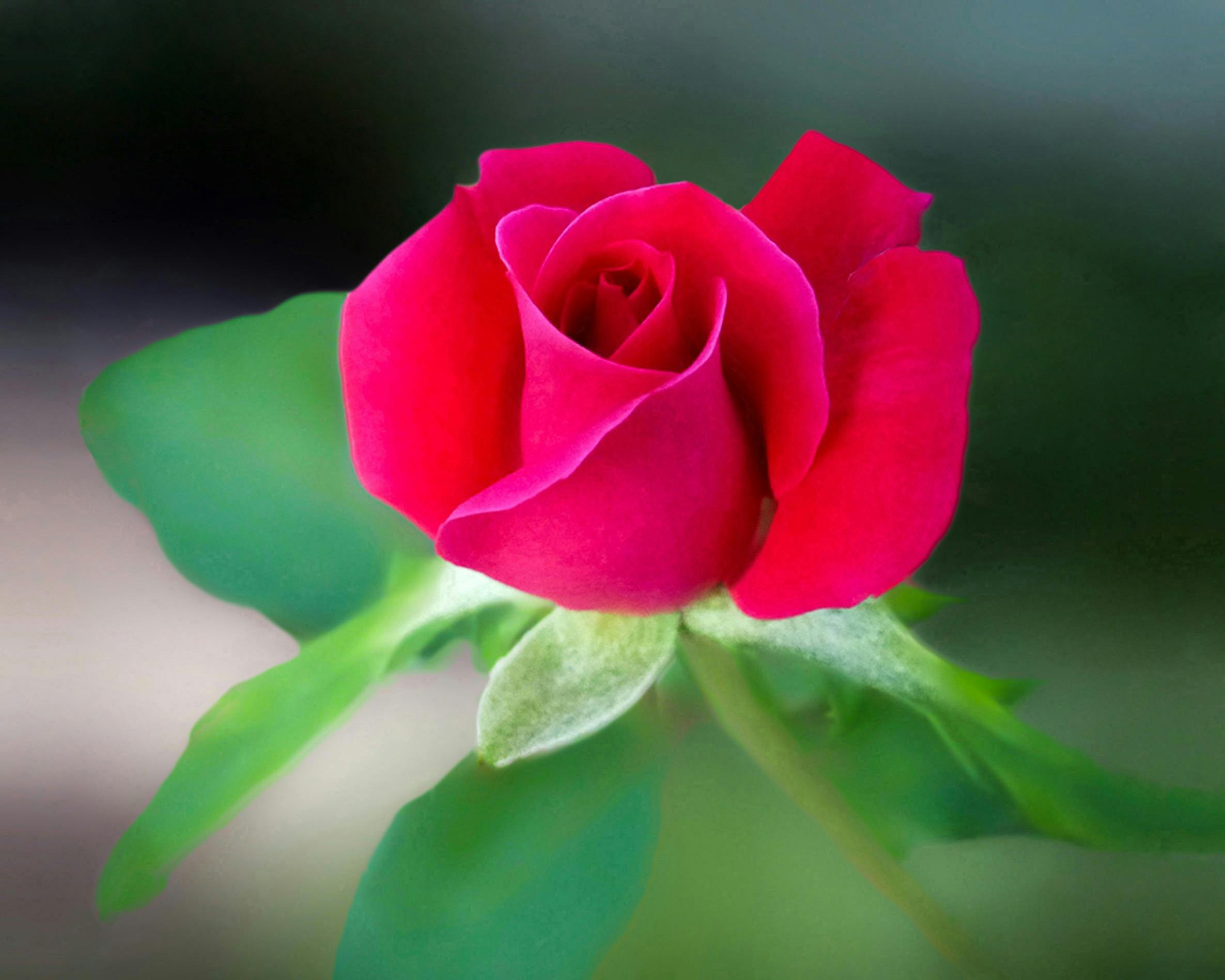 Red Rose Flower \u00b7 Free Stock Photo