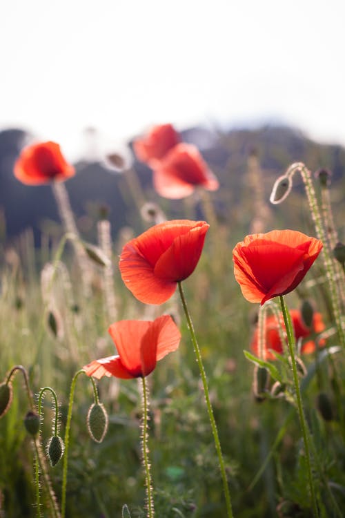 Flowers on Meadow