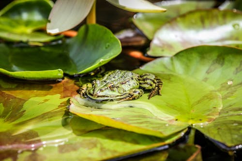 Free A Green Frog on a Water Lily Leaf Stock Photo