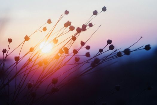 Silhouette of wildflowers against a vibrant sunset sky casting warm hues.