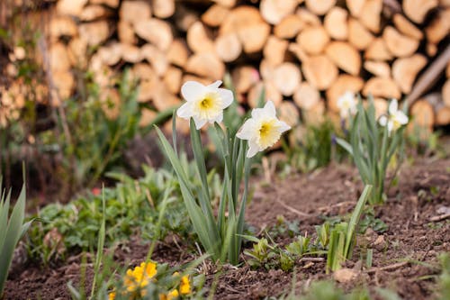 Close-Up Photo of  White Daffodils 