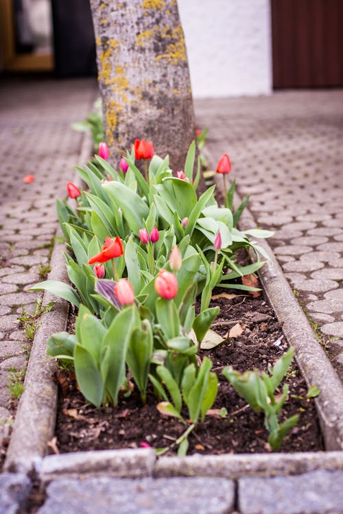 Free Tulips in Flower Bed Stock Photo