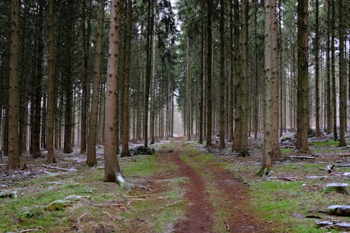 Free Brown Pine Trees with Light Snow Stock Photo