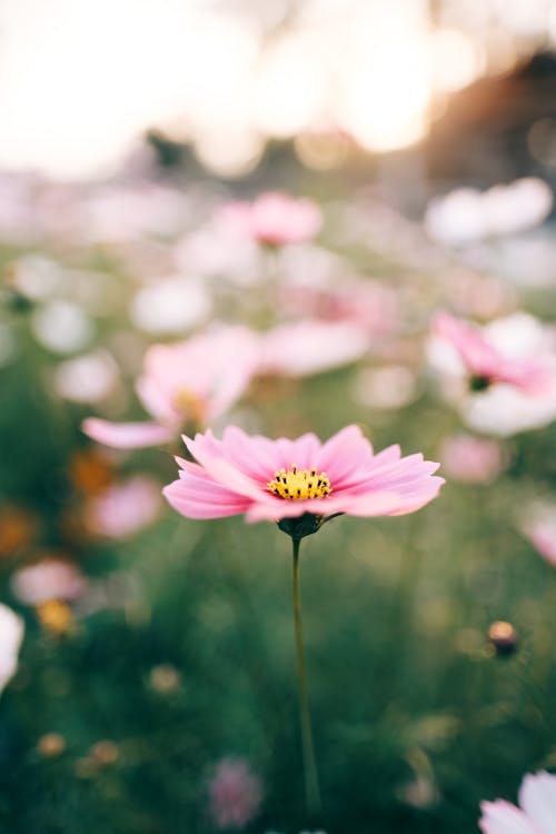 Blooming flowers growing in lush glade