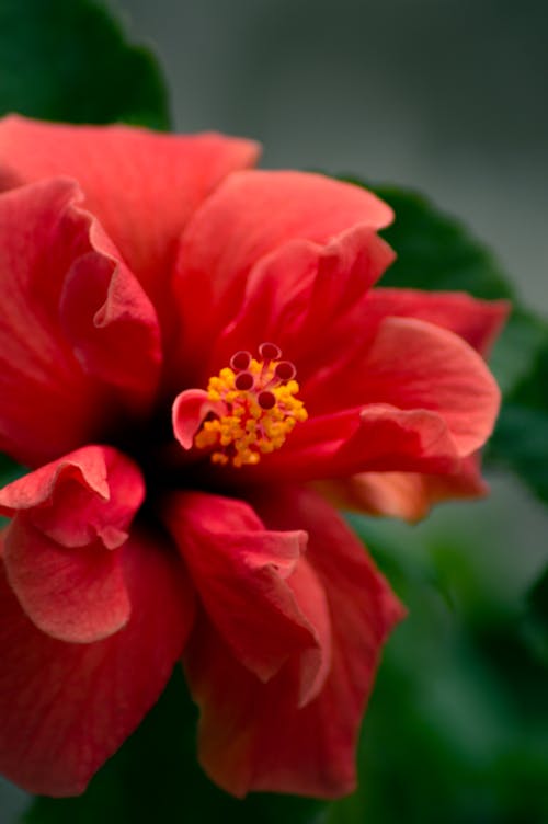 Red Hibiscus Flower