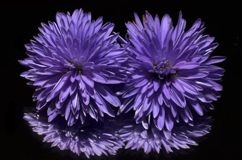 Základová fotografie zdarma na téma astra, fialová, flóra