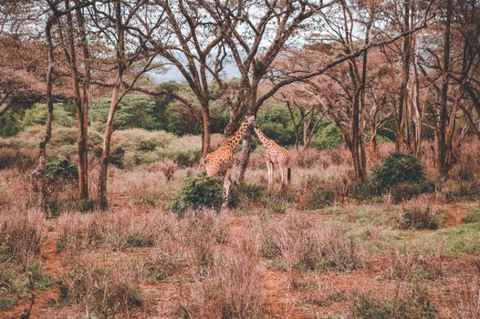 Giraffe Centre and Karen Blixen — Kenya Safari