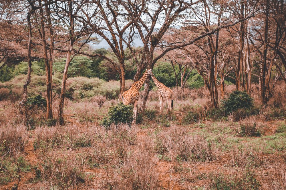 Giraffe in East Africa