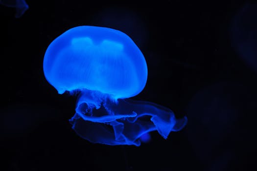 Blue Jelly Fish