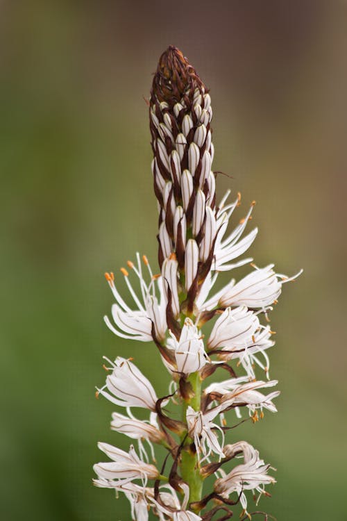 Brown and White Flower