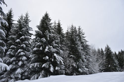 免费 冬季, 冷杉, 森林 的 免费素材图片 素材图片