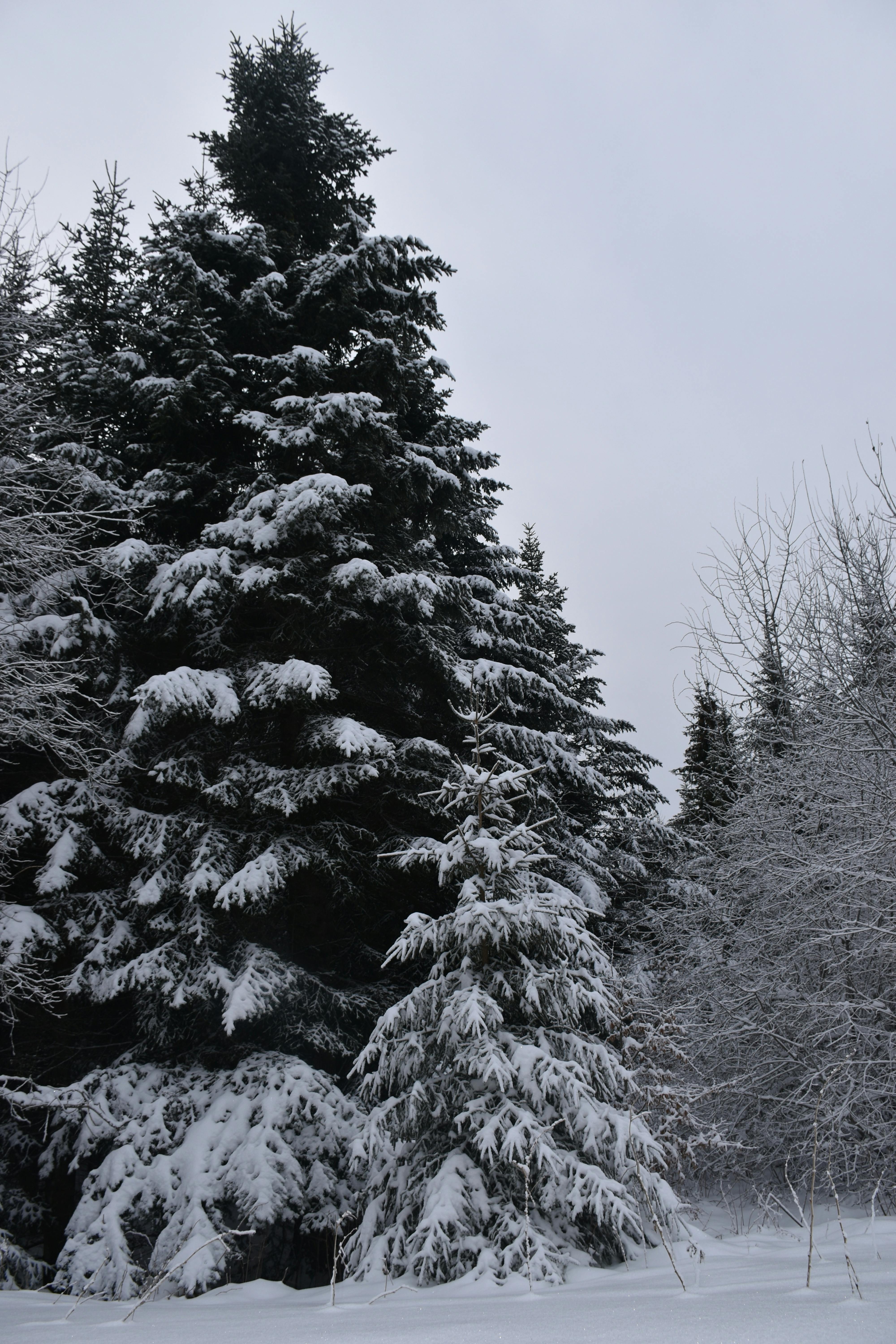 snow covered pine tree in the woods